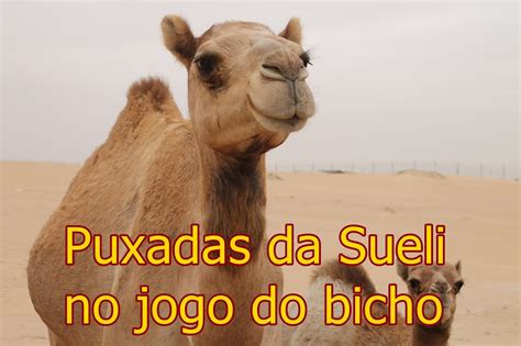 puxadas da sueli